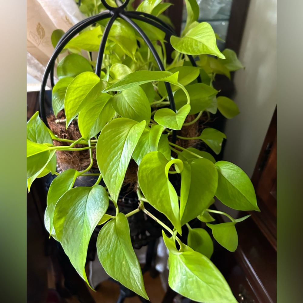 NEON POTHOS rooted